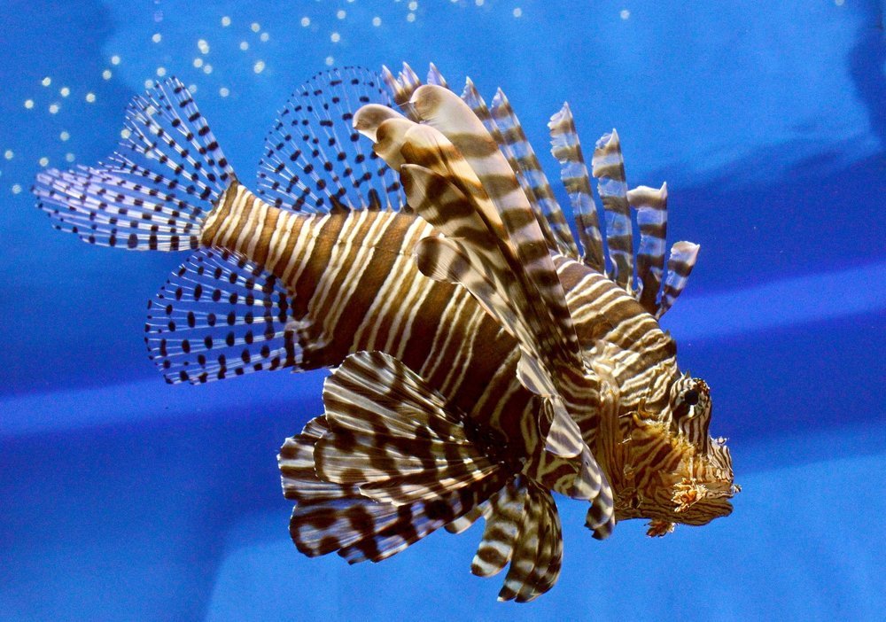 Морское чудище.