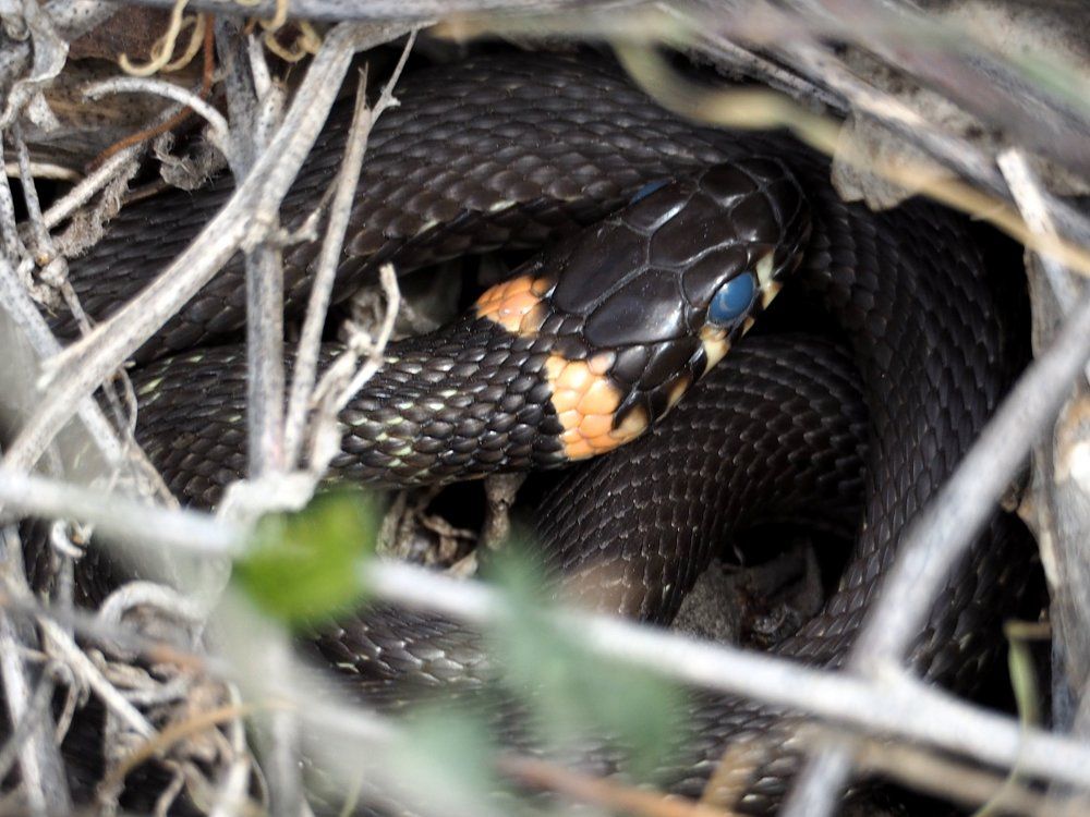 с полумесяцем в глазах