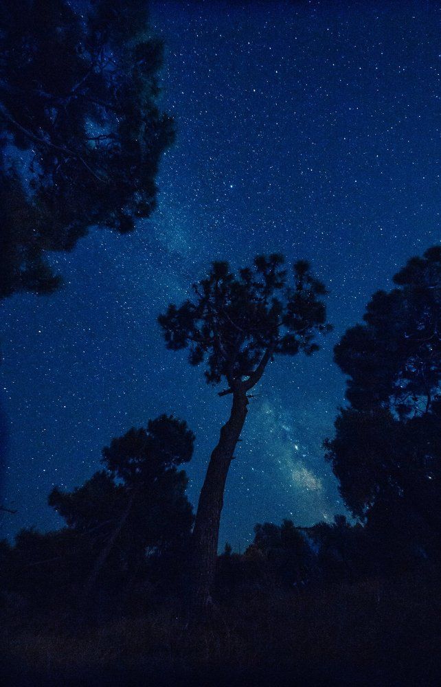 Наши деревья - наше будущее!