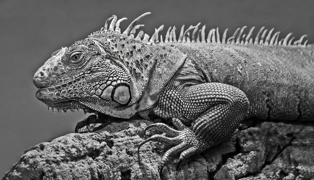 Giant Monitor lizard