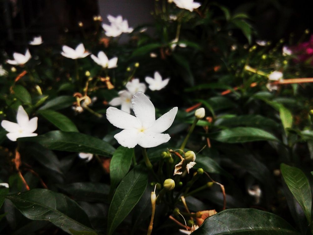 Plumeria