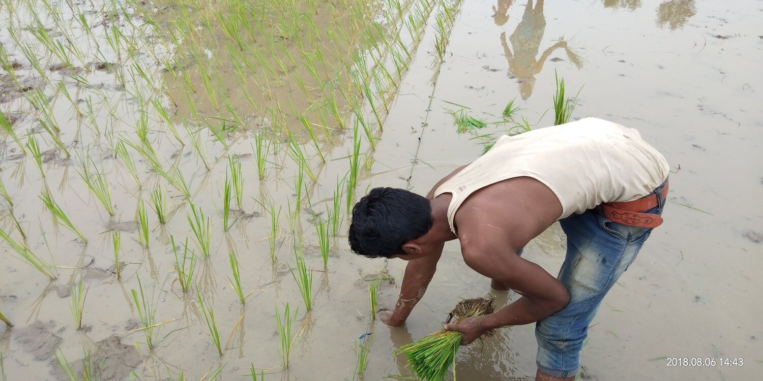 Rice crop transplanting