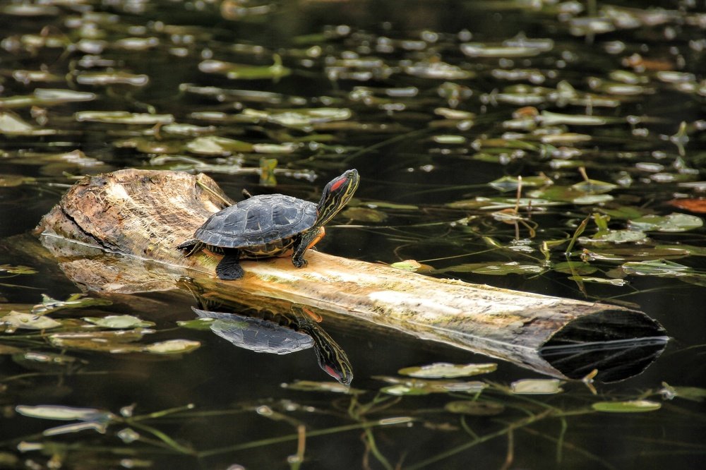 Красноухая черепаха