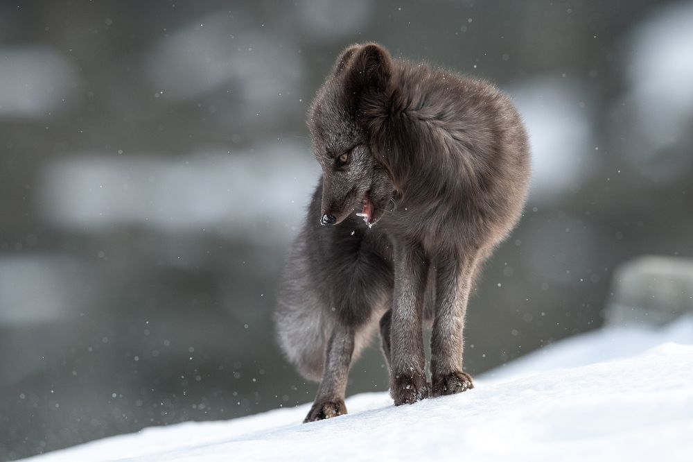 Arctic Fox