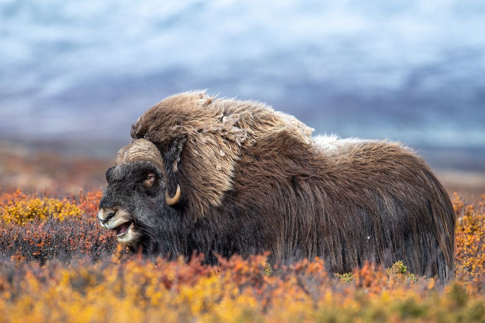 Laughing muskox