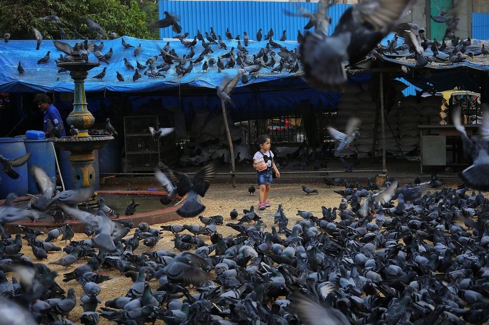 A Little Girl Feeds Pigeons