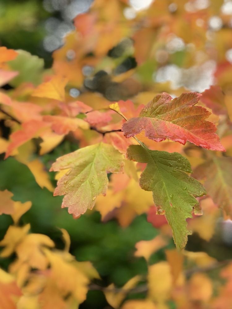 Одеяние осени