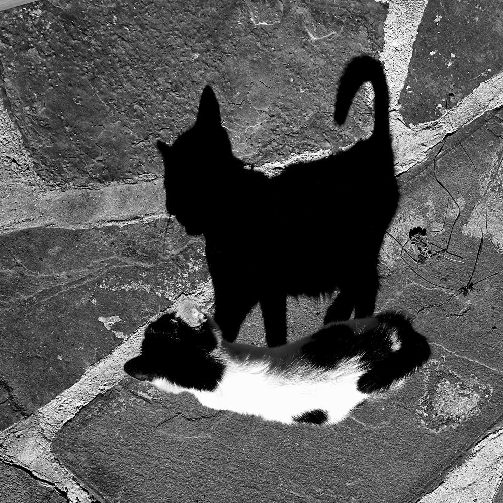 Кот с человеческим лицом.