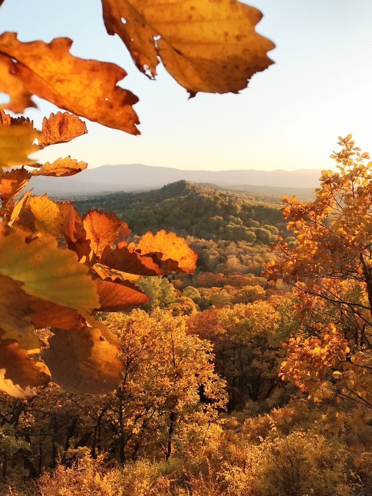 Золотой час