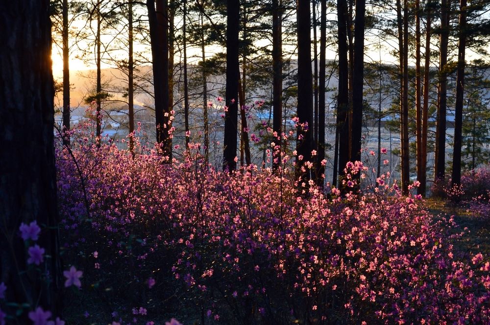 Где-то багульник на сопках цветет