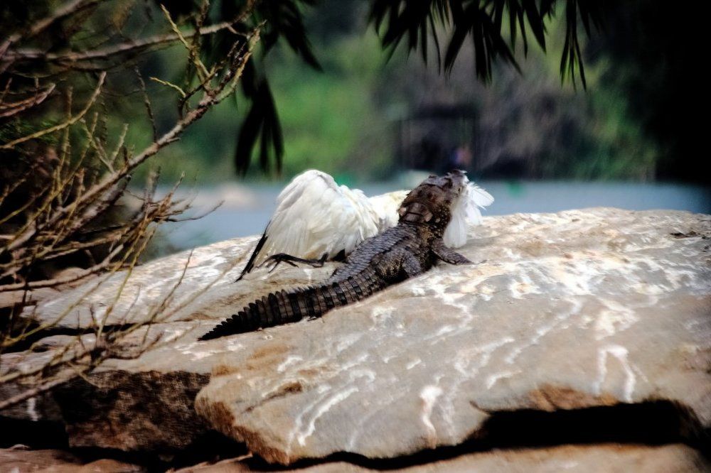 Corcodile kill ibis bird
