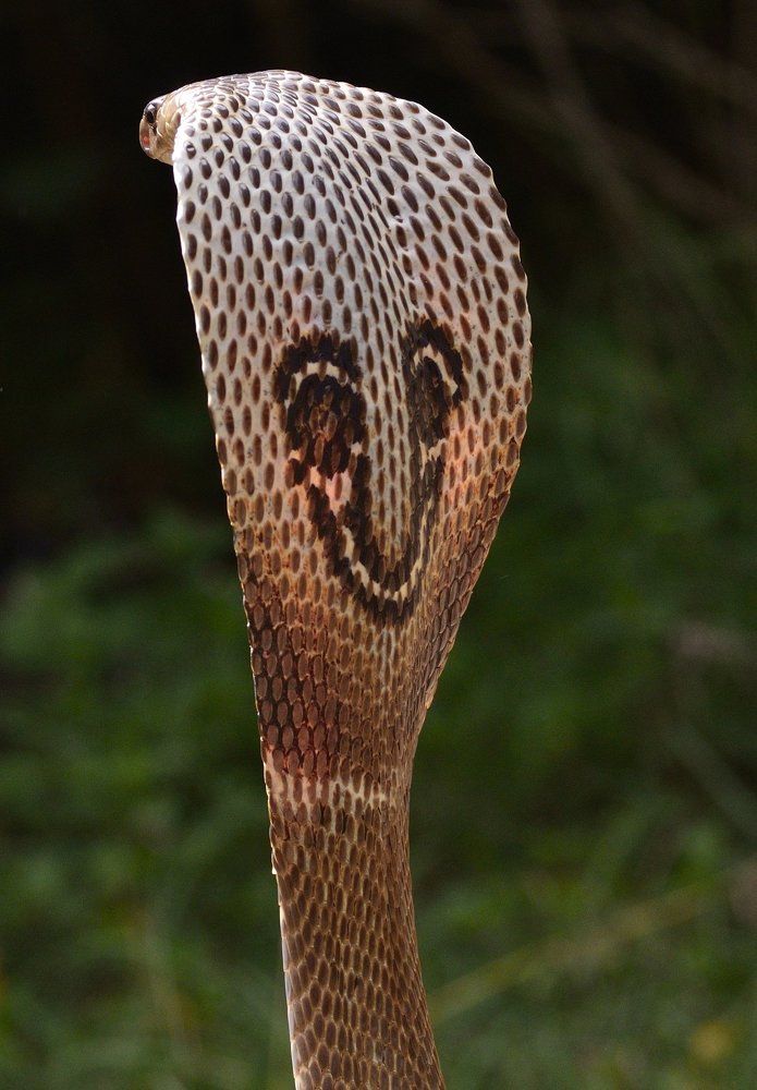 the simile on back - king cobra