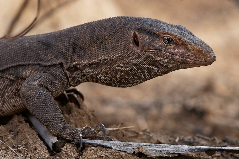 Monitor lizard
