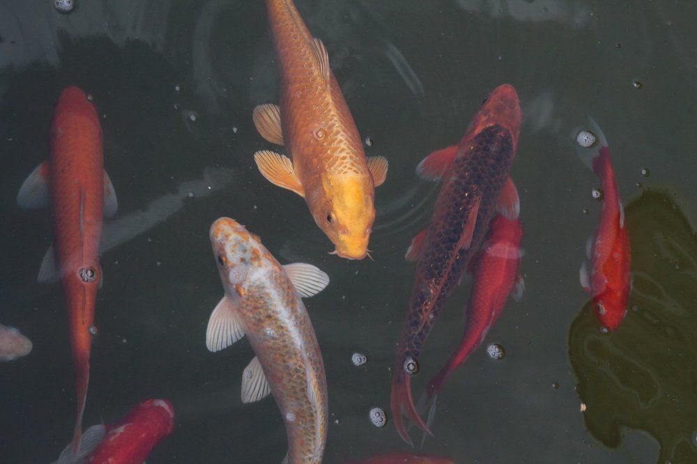 Против течения