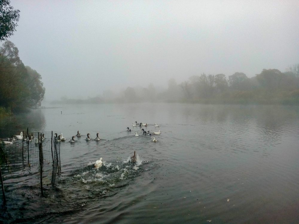В осеннем тумане