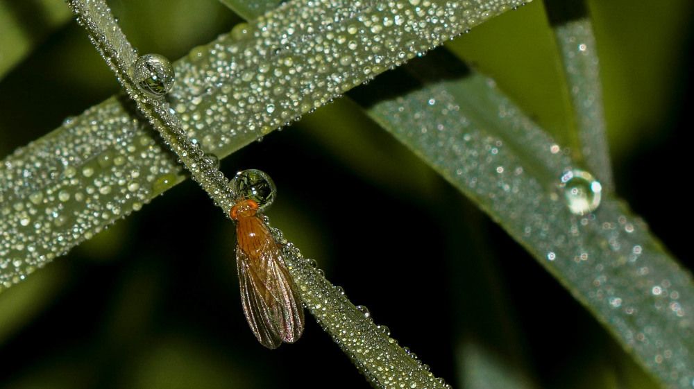 Мушка и роса...