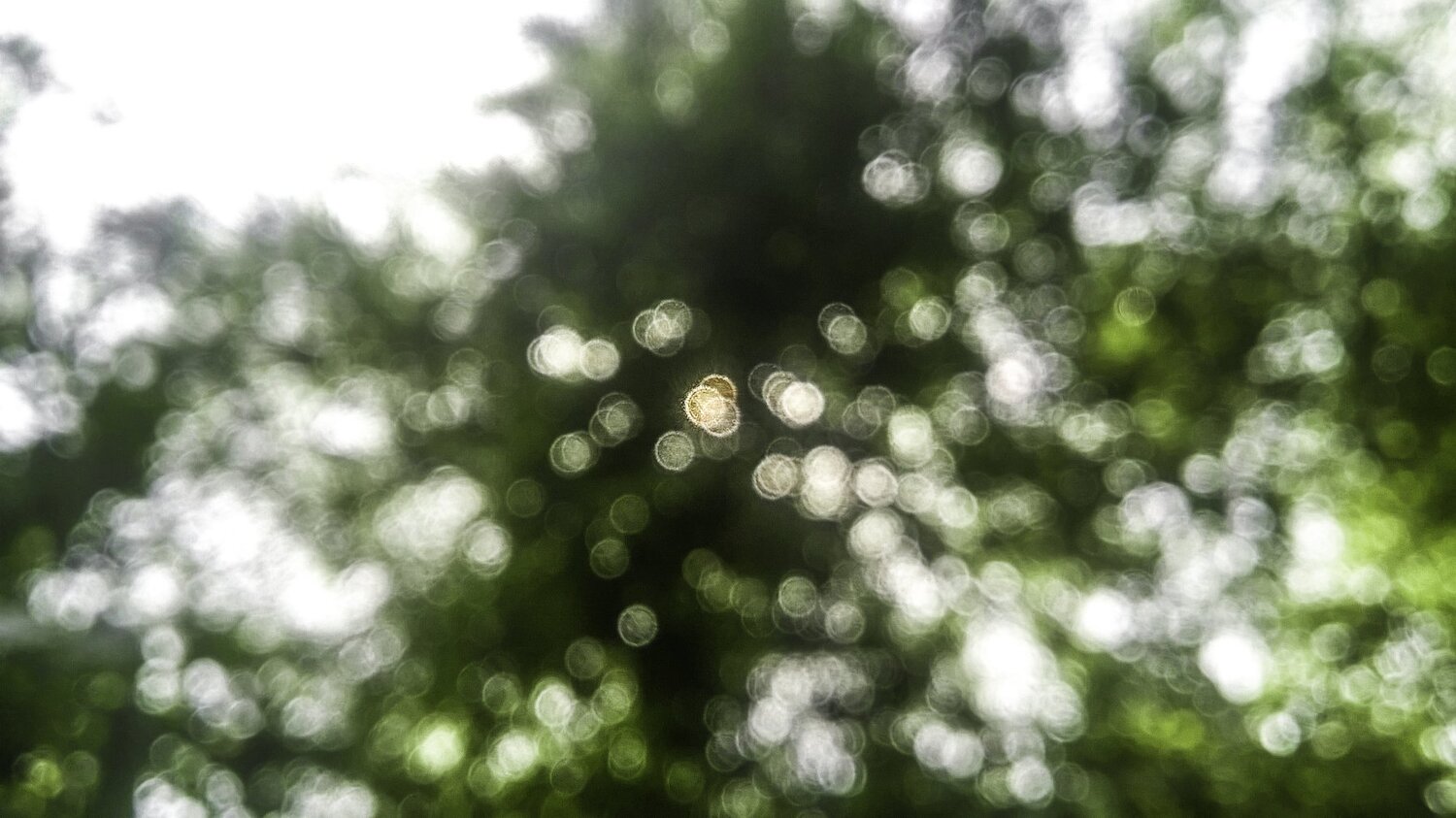 circlekeh