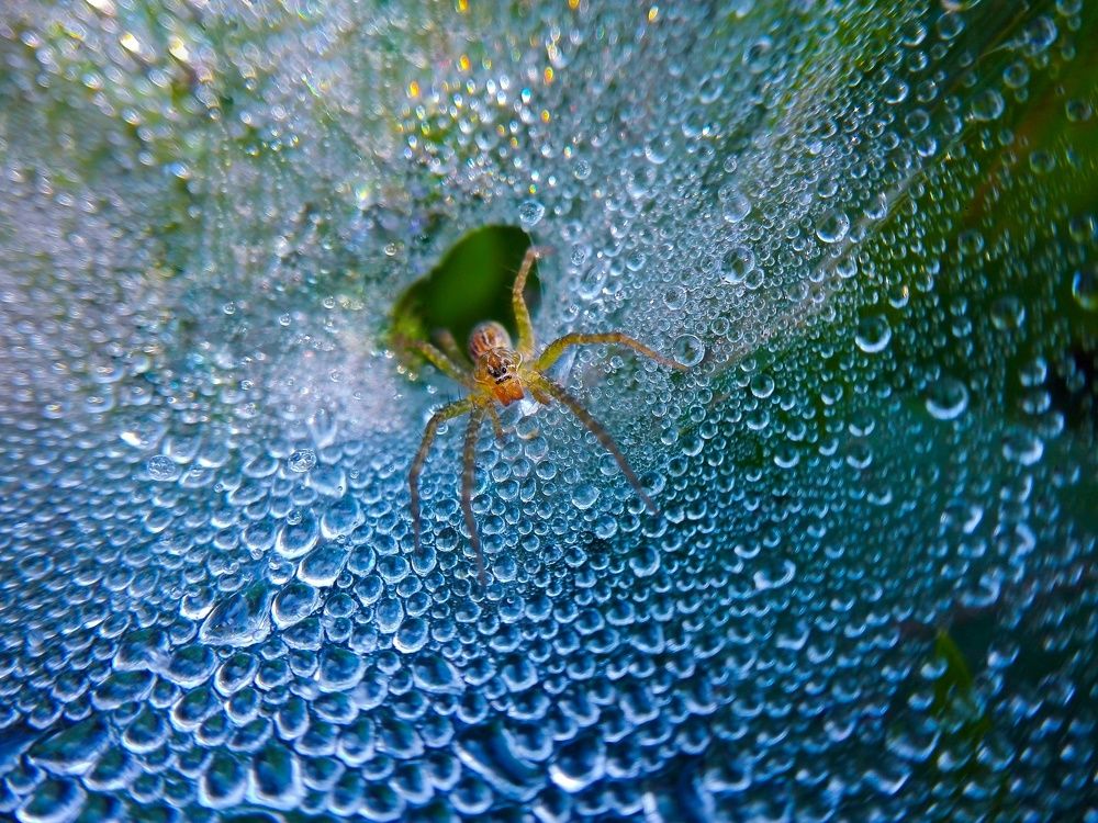 Spider cobwebs and her builder..