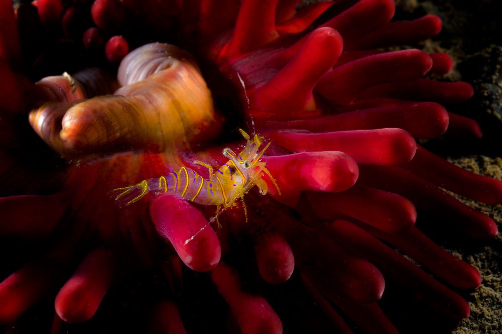 Креветка и актиния.