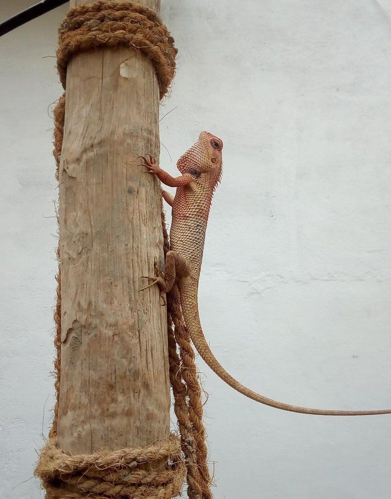 Male garden lizard