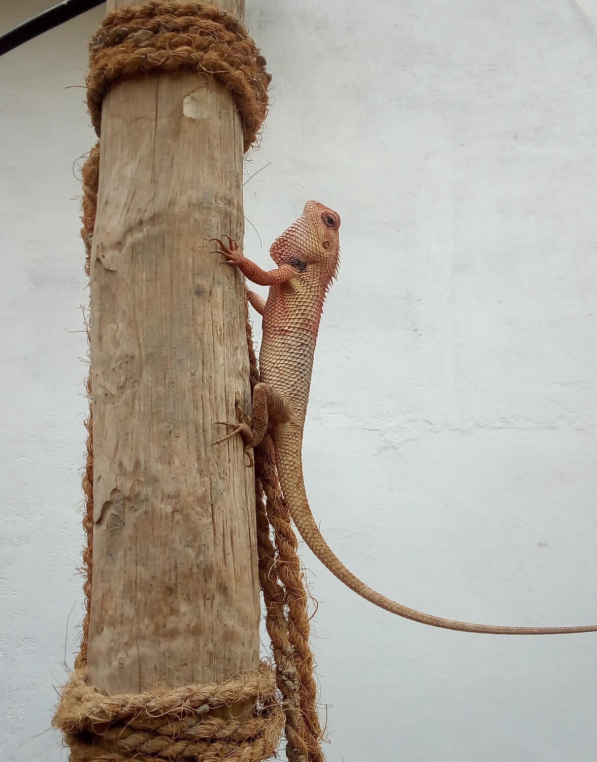 Male garden lizard