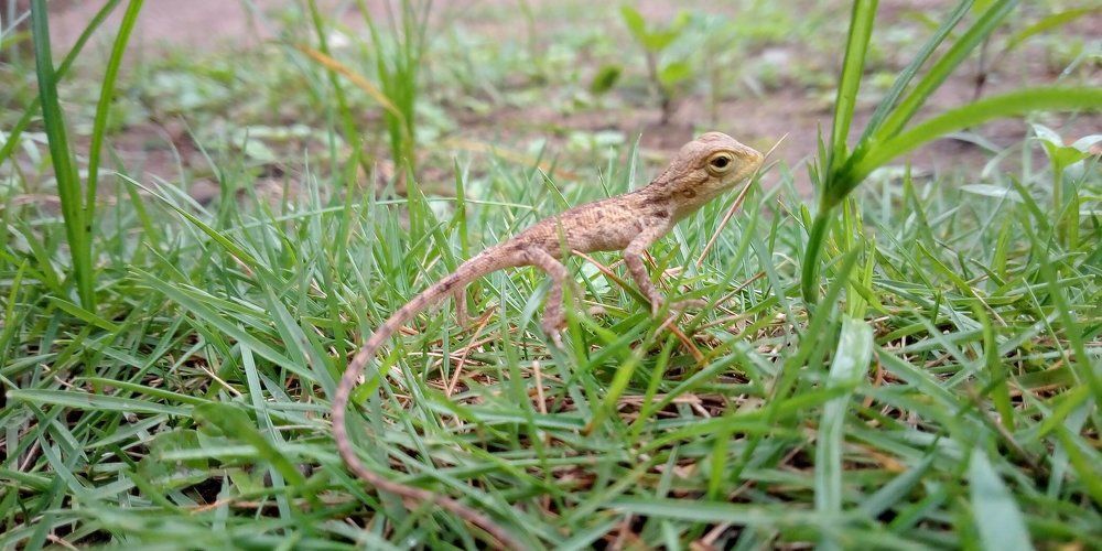 Little garden lizard
