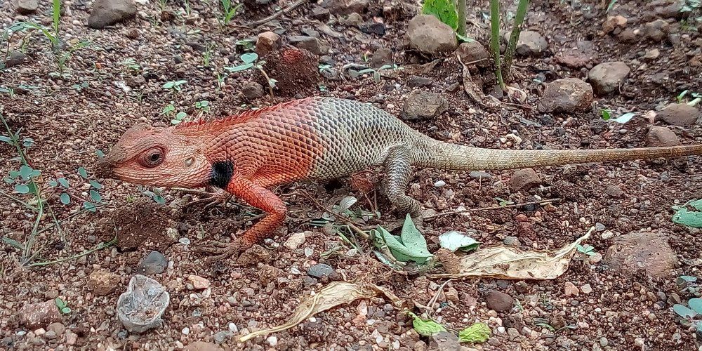 Female Gardan lizard