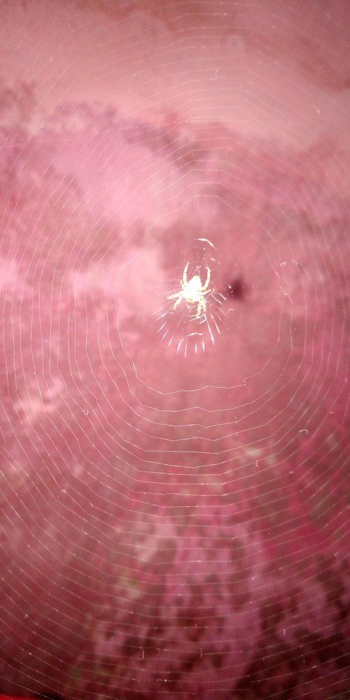 Spider