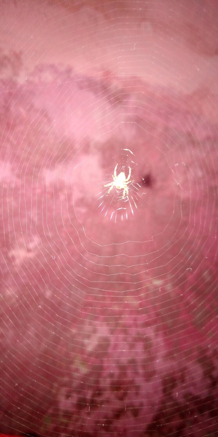Spider