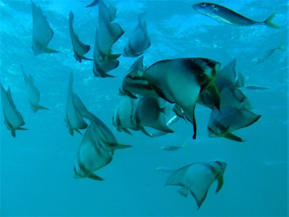 Batfish