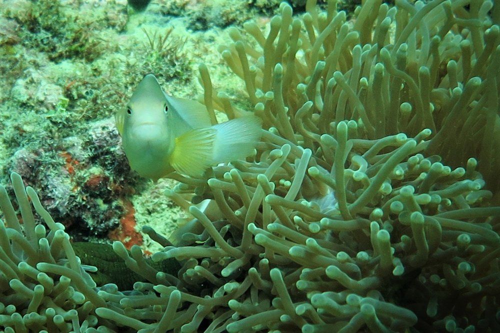 White Fish
