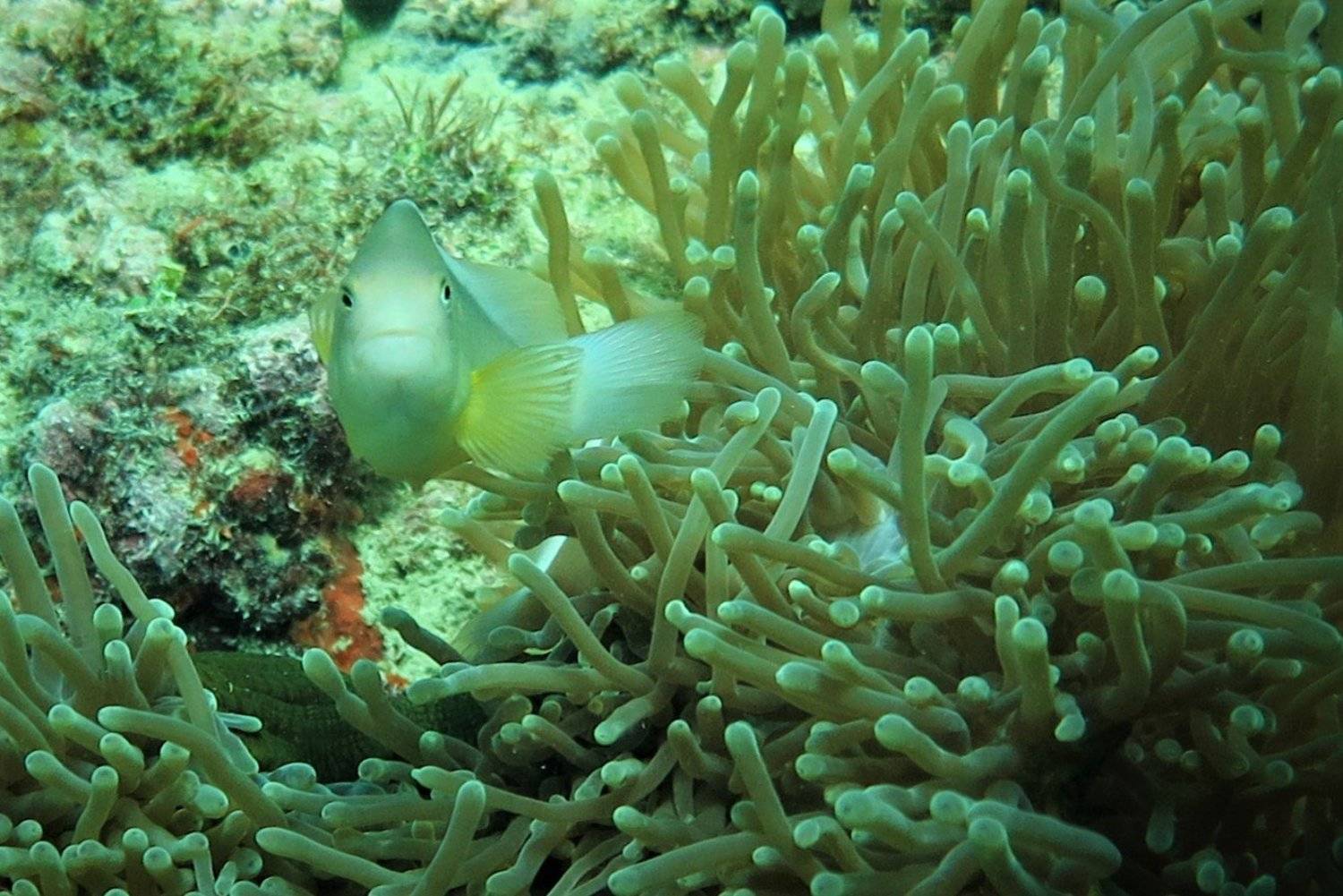 White Fish