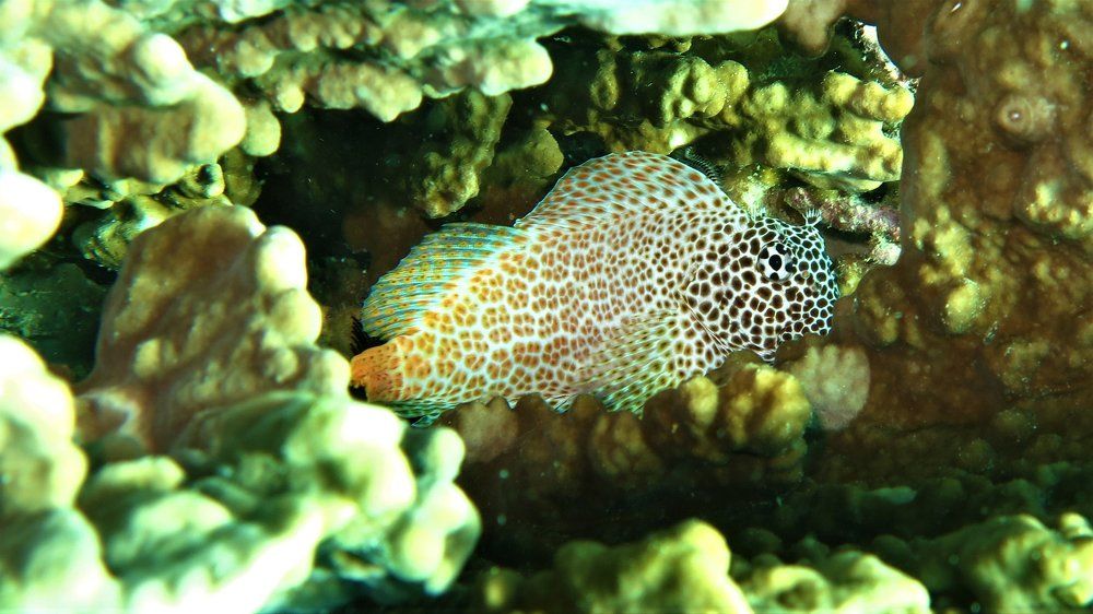 Strange Fish