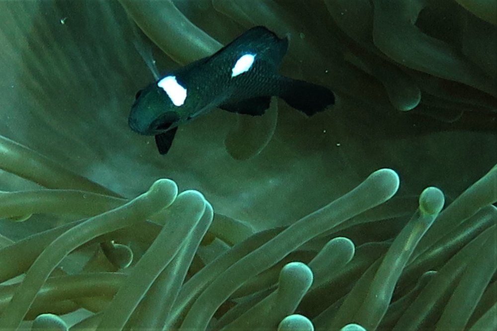 Finding Nemo