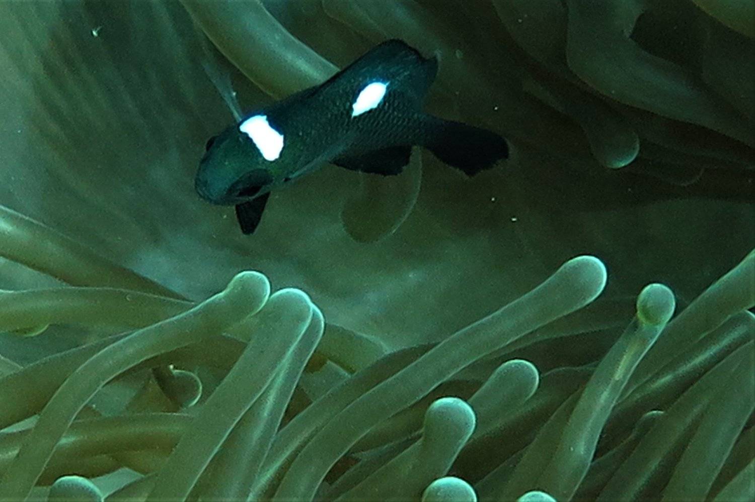 Finding Nemo