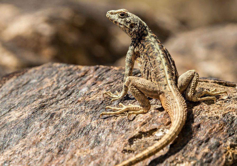 Ящерица на камне.