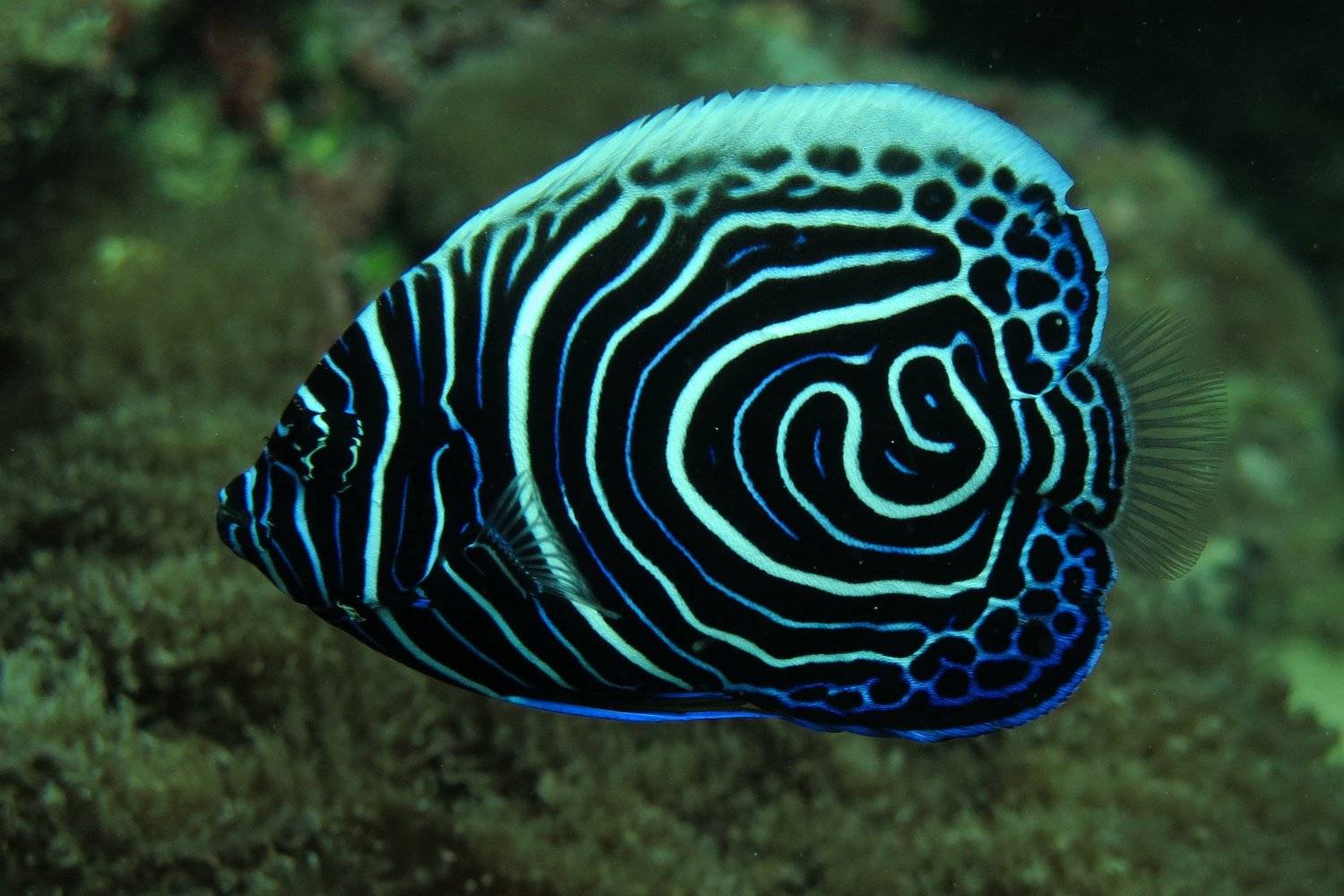Emperor Angelfish