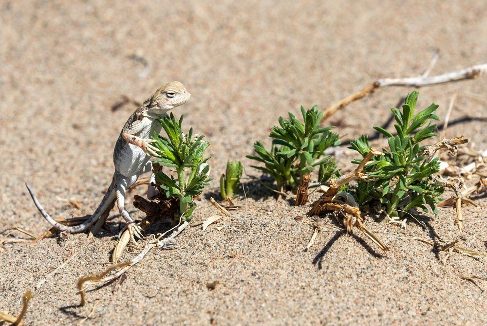 Песчаная ящерка.