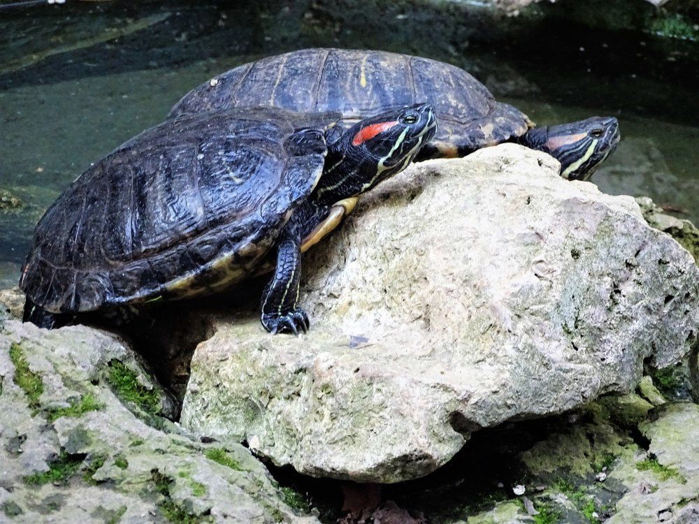 The Turtles of Tutrakan