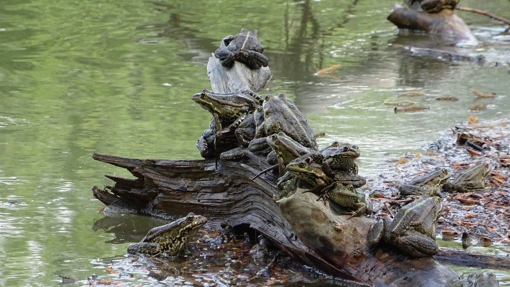 Одна - трёхглазая...