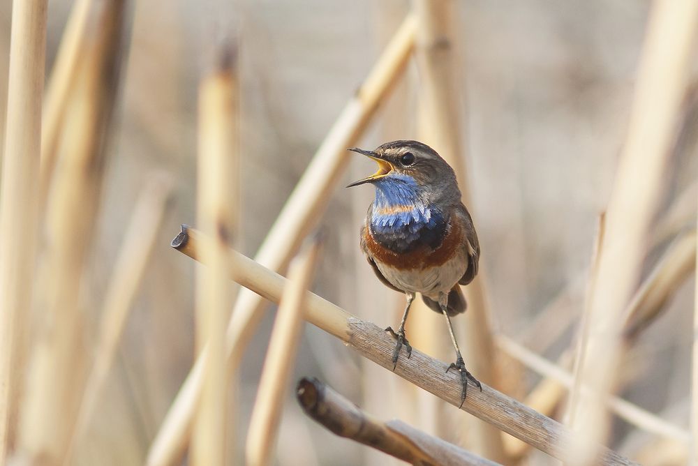 Photograph by Игорь Мальцев