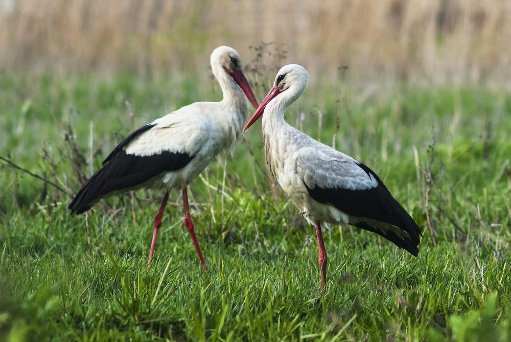 Photograph by Игорь Мальцев