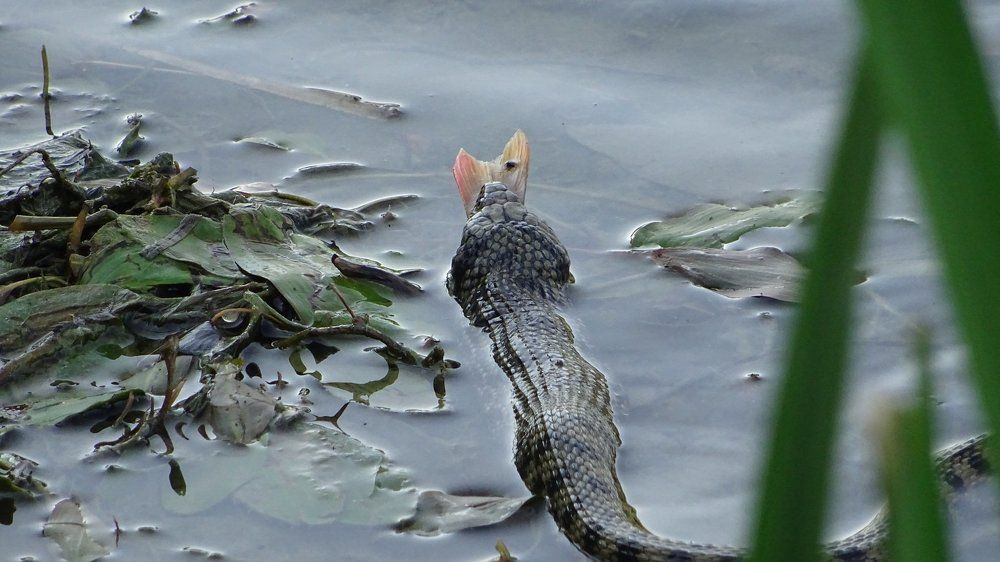 Удачная рыбалка