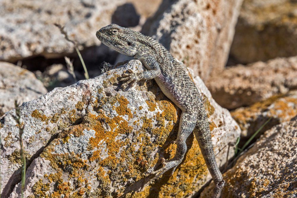 Надменный ящер.