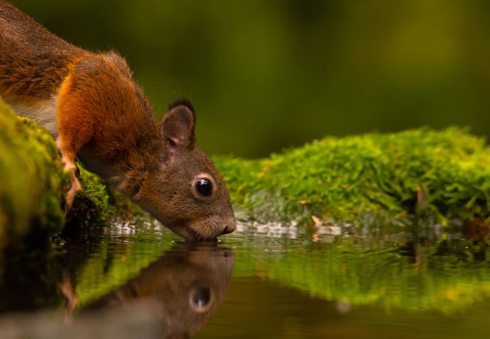 Thirsty squirrel