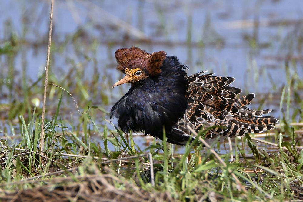 Барон Фон Тра-ля-ля из свиты короля..)