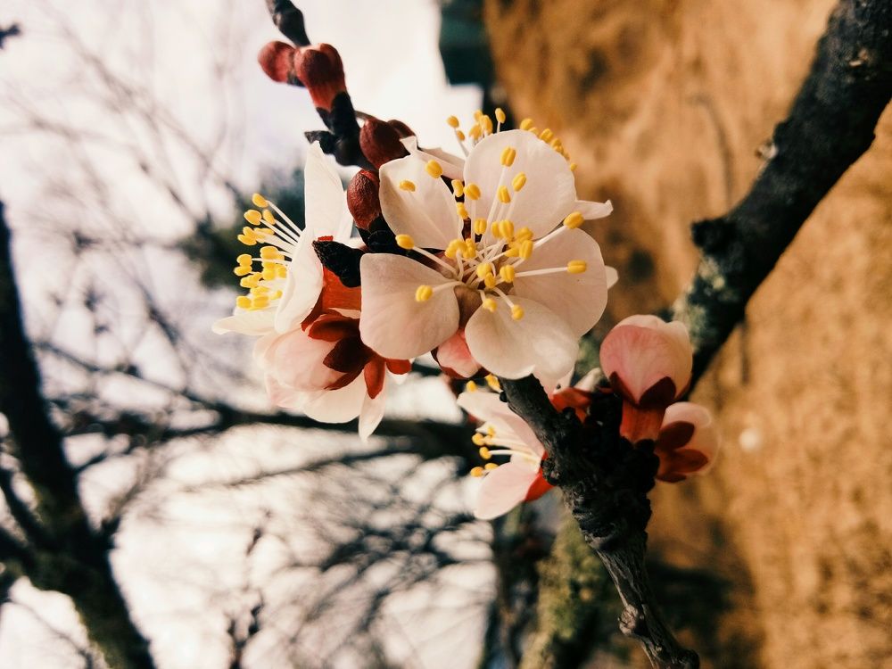 Cherry Blossom