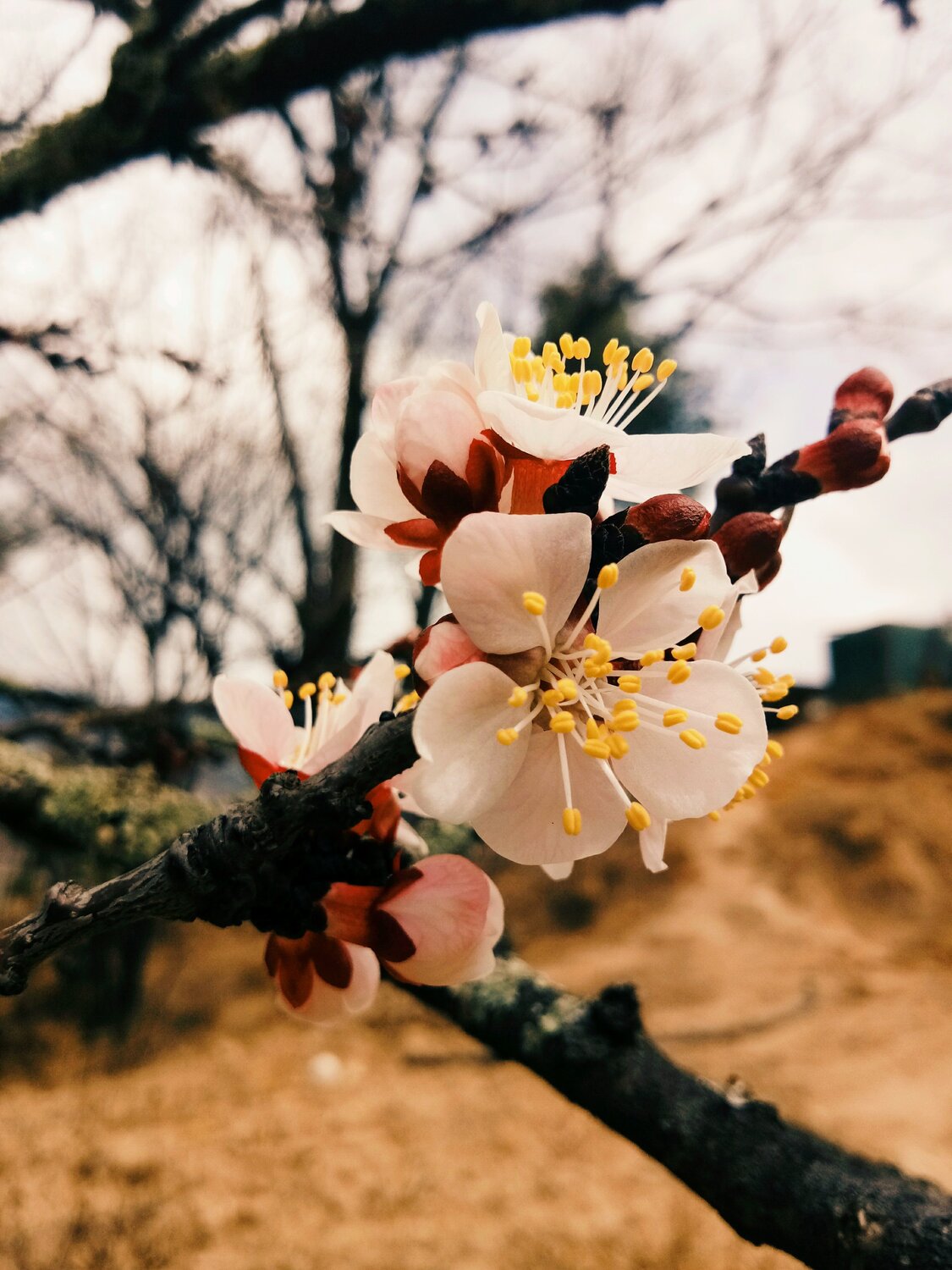 Cherry Blossom