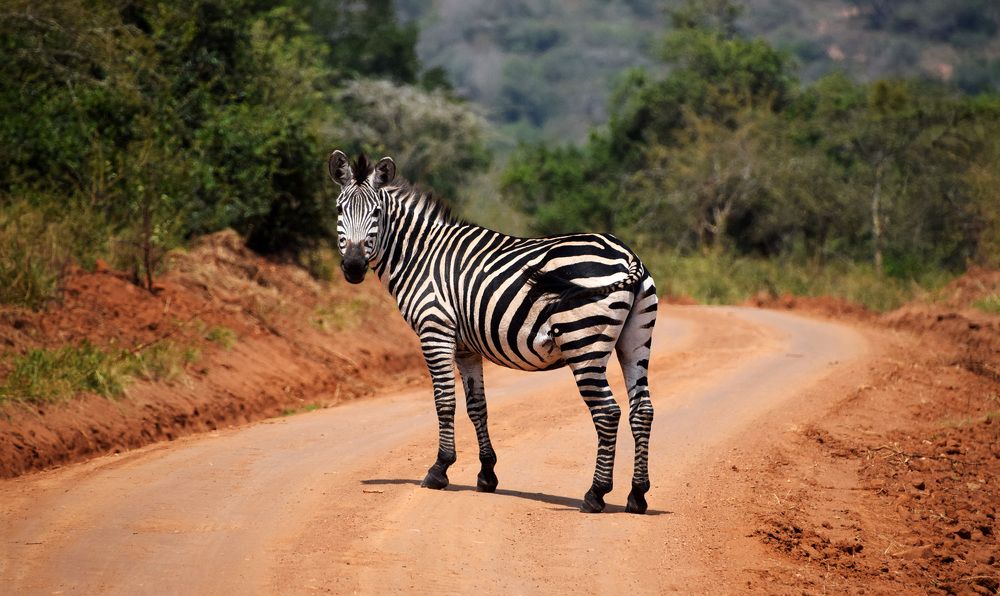 Встреча на дороге