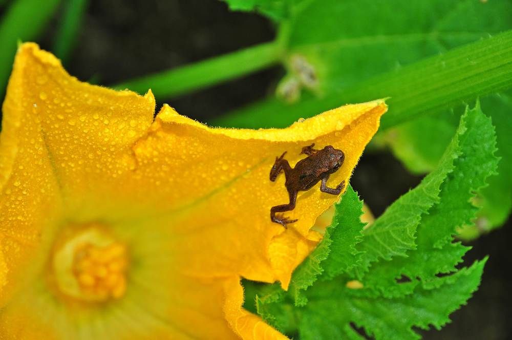 Маленький гость